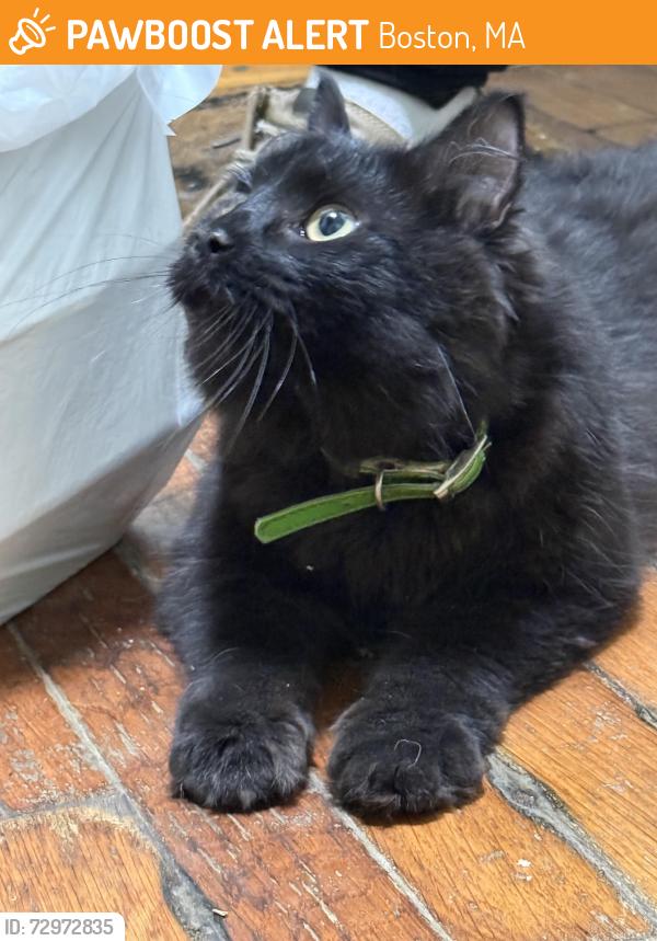 Found/Stray Unknown Cat last seen Near Winter st cross Bowdoin st. Dorchester, Boston, MA 02122