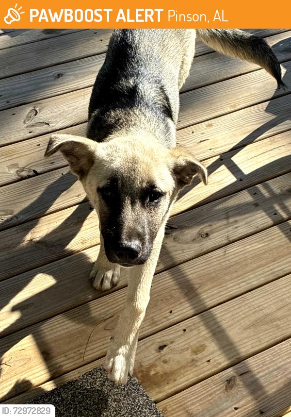 Found/Stray Male Dog last seen Clay Palmerdale Road, Pinson, AL 35048