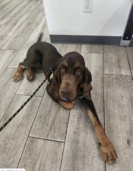 Reunited Male Dog last seen Golden Star Ave and Highridge, Riverside, CA 92506