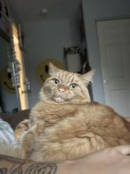 Reunited Male Cat last seen Pacific heights on top of hill , Honolulu, HI 96813