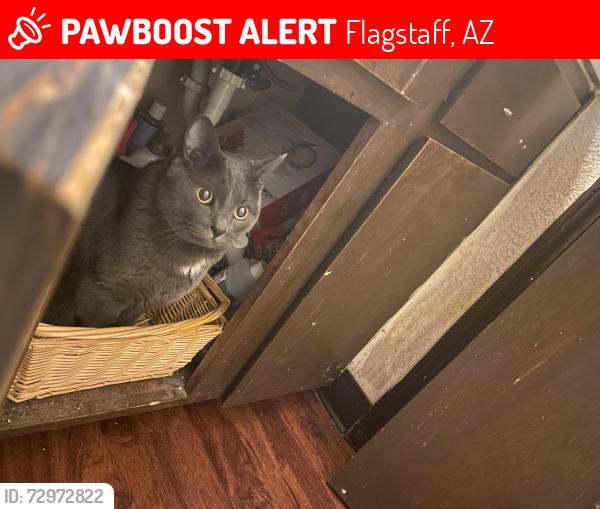 Lost Male Cat last seen tractor supply , Flagstaff, AZ 86004