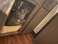 Lost Male Cat last seen tractor supply , Flagstaff, AZ 86004