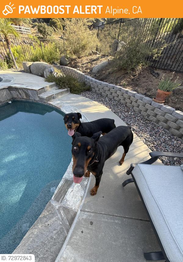 Found/Stray Unknown Dog last seen SouthGrade and Via Viejas , Alpine, CA 91901