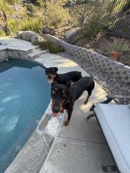 Found/Stray Unknown Dog last seen SouthGrade and Via Viejas , Alpine, CA 91901