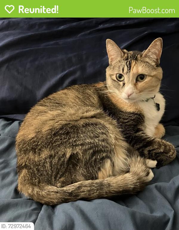 Reunited Female Cat last seen St. Rose Parkway and Jeffreys St, Las Vegas NV 89183, Henderson, NV 89052