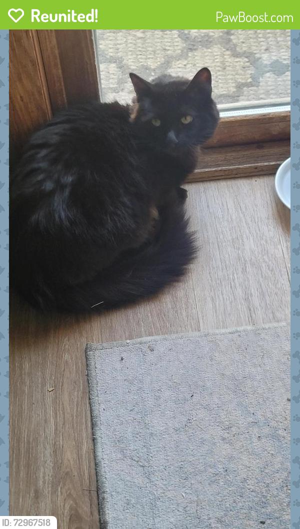 Reunited Unknown Cat last seen Linderman, Madison, WI 53719