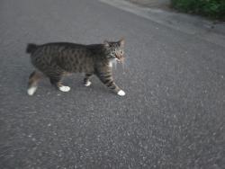 Found/Stray Unknown Cat last seen Nancy place, Roseville, MN 55113