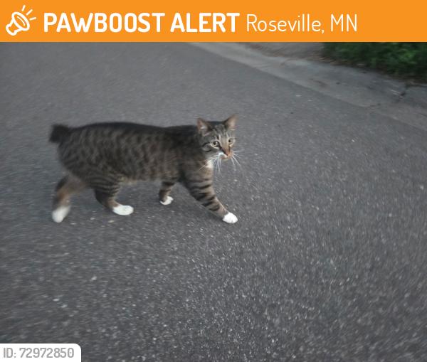 Found/Stray Unknown Cat last seen Nancy place, Roseville, MN 55113