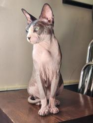 Reunited Male Cat last seen 64th and Benton , Arvada, CO 80003