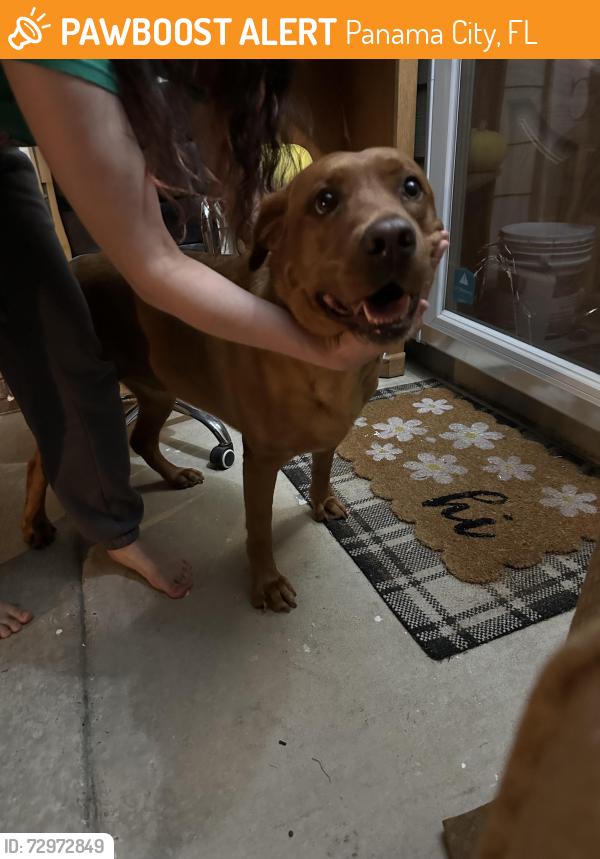 Found/Stray Female Dog last seen Venetian way and Torino Way, Panama City, FL 32405