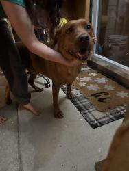 Found/Stray Female Dog last seen Venetian way and Torino Way, Panama City, FL 32405