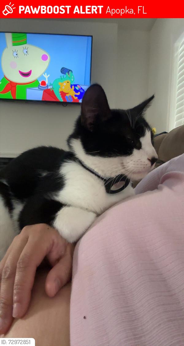 Lost Male Cat last seen Kelly park rd apopka . , Apopka, FL 32712