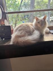 Reunited Male Cat last seen spring rd, little rd, southern pines golf course, Southern Pines, NC 28387