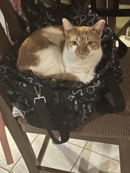 Lost Female Cat last seen John Humphrey/Orland Square mall, Orland Park, IL 60462