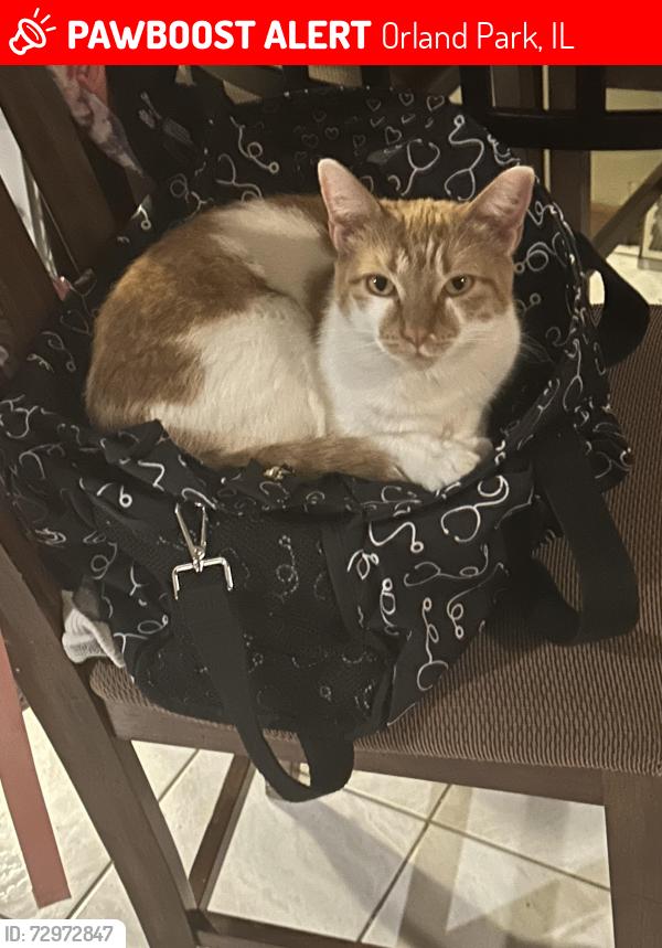 Lost Female Cat last seen John Humphrey/Orland Square mall, Orland Park, IL 60462