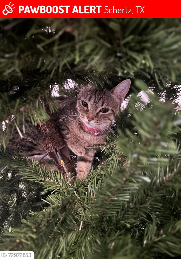 Lost Female Cat last seen Red apple Rd, Schertz, TX 78154