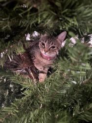 Lost Female Cat last seen Red apple Rd, Schertz, TX 78154