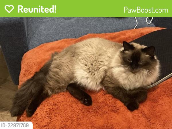 Reunited Male Cat last seen heritage, Wake Forest, NC 27587