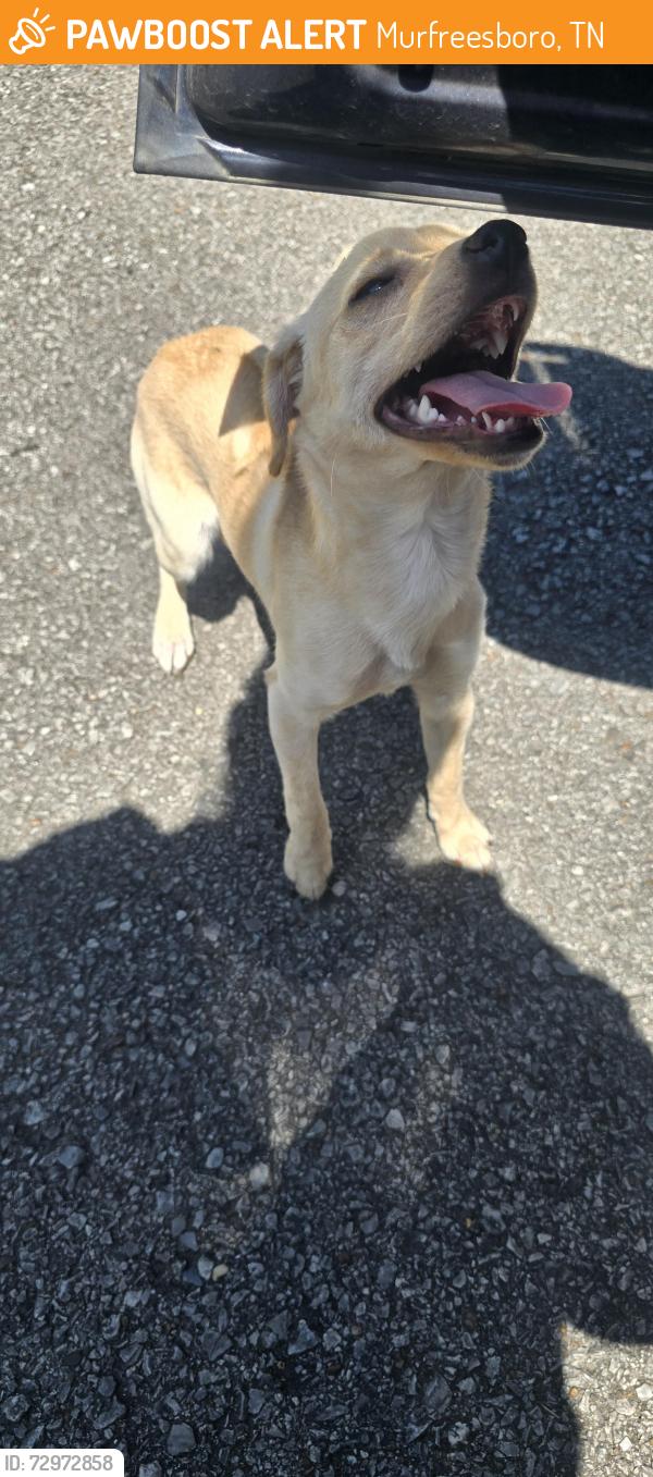 Found/Stray Female Dog last seen Oak St near Evergreen Cemetery , Murfreesboro, TN 37130
