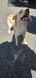 Found/Stray Female Dog last seen Oak St near Evergreen Cemetery , Murfreesboro, TN 37130