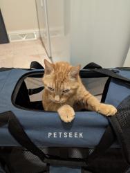 Reunited Male Cat last seen Forest haven drive, Slingerlands, NY 12159