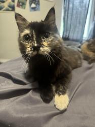 Lost Female Cat last seen Near 117th and holly, Thornton, CO 80233