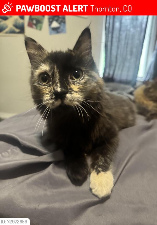 Lost Female Cat last seen Near 117th and holly, Thornton, CO 80233