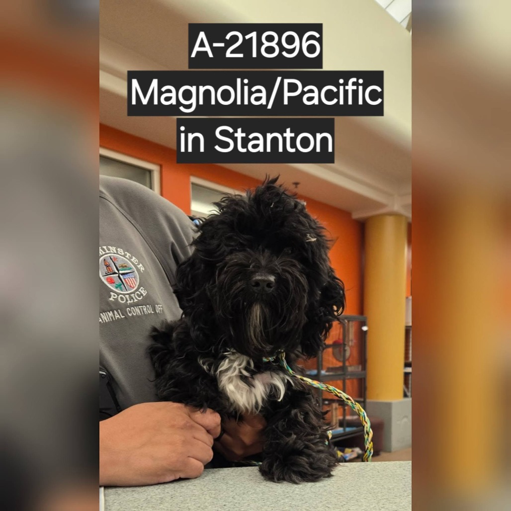 Shelter Stray Female Dog last seen , Westminster, CA 92683