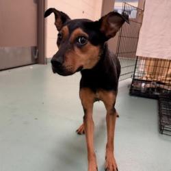 Shelter Stray Female Dog last seen , Memphis, TN 38133