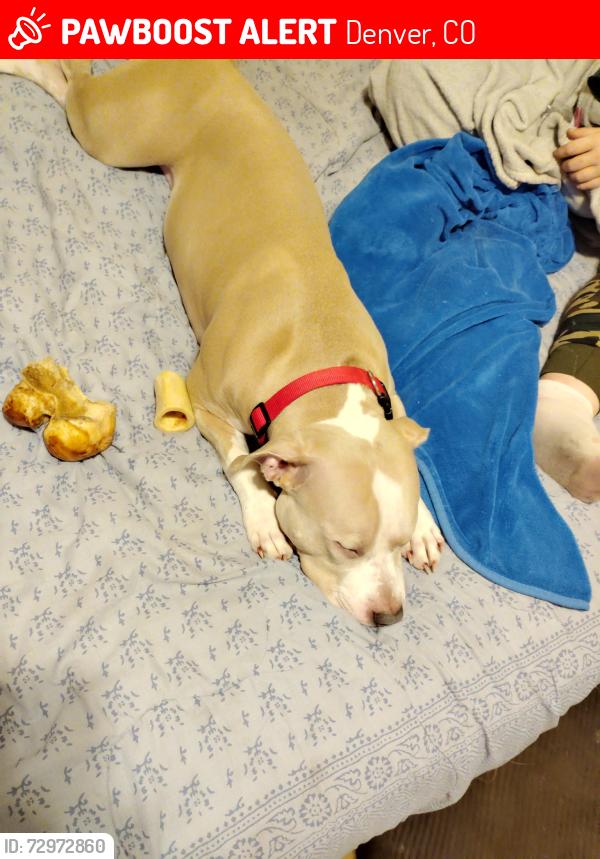 Lost Female Dog last seen Near lipan St Denver Co , Denver, CO 80211