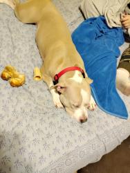 Lost Female Dog last seen Near lipan St Denver Co , Denver, CO 80211