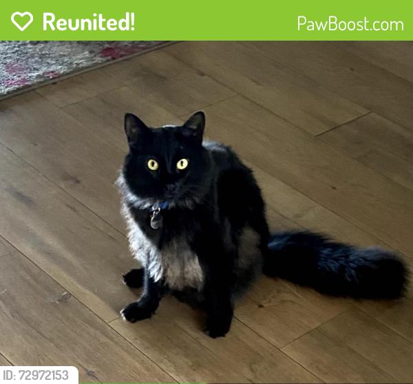 Reunited Male Cat last seen South New River Cir & Weston Rd, Weston, FL 33326