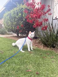 Reunited Female Cat last seen Harbor at Mesa Verde apmts , Costa Mesa, CA 92626