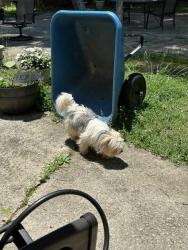 Found/Stray Female Dog last seen old douglasville rd and brownsville rd., Lithia Springs, GA 30122