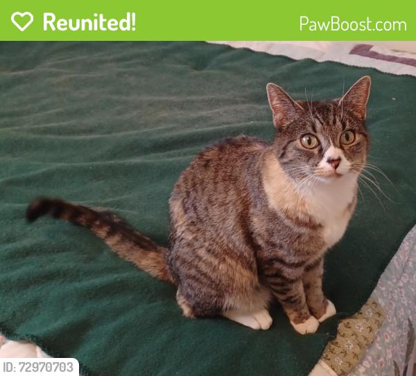 Reunited Female Cat last seen S Fortuna Way and Mile High Drive Millcreek Utah, Salt Lake City, UT 84124