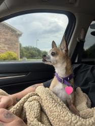 Found/Stray Female Dog last seen Atwood’s Tyler tx, Tyler, TX 75702