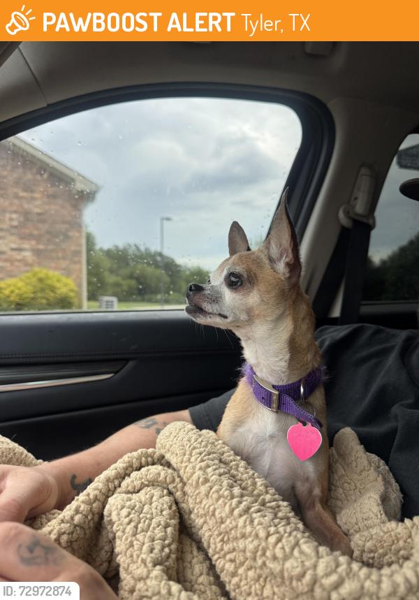 Found/Stray Female Dog last seen Atwood’s Tyler tx , Tyler, TX 75702