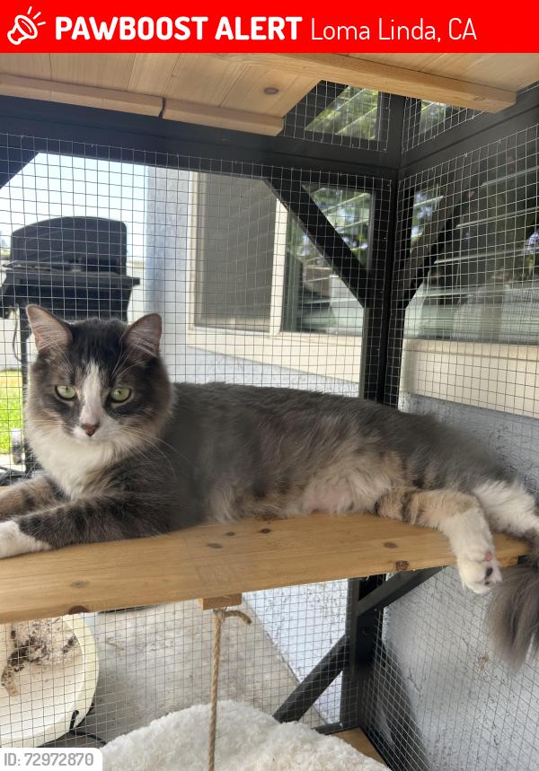 Lost Male Cat last seen Lawton Ave and Bryn Mawr Ave , Loma Linda, CA 92354