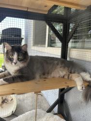 Lost Male Cat last seen Lawton Ave and Bryn Mawr Ave , Loma Linda, CA 92354