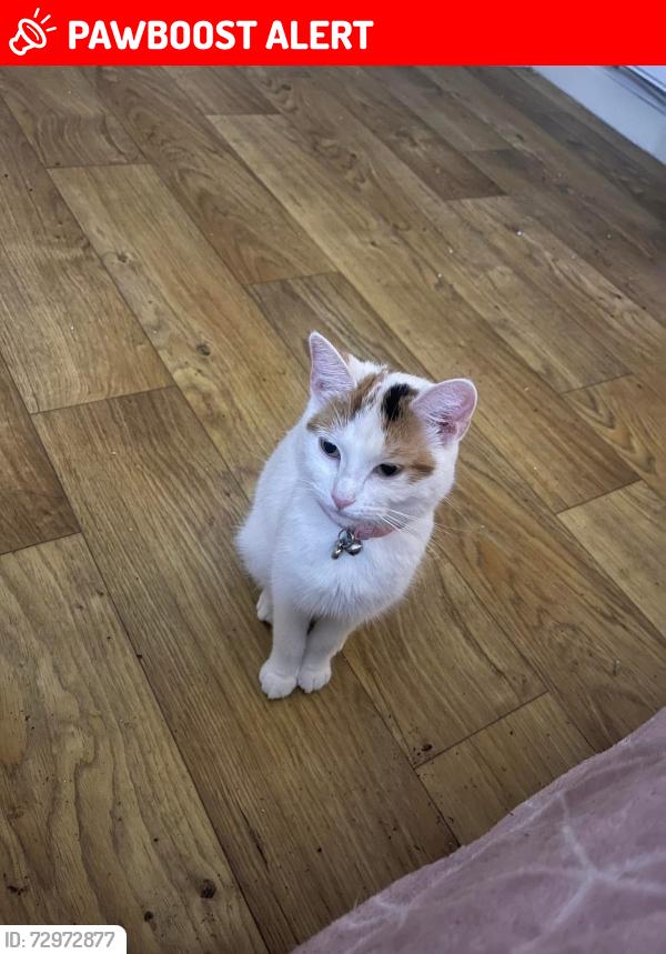 Lost Female Cat last seen Alcott lane , West Midlands, England B37