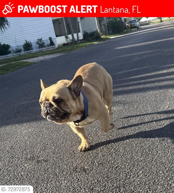 Lost Male Dog last seen Supermercado el Bodegón entre lantana y congress, Lantana, FL 33462