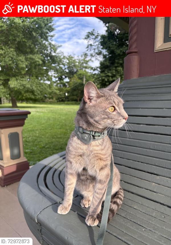 Lost Male Cat last seen South Ave /Grandview Ave /Mariners Harbor, Staten Island, NY 10303