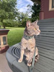Lost Male Cat last seen South Ave /Grandview Ave /Mariners Harbor, Staten Island, NY 10303