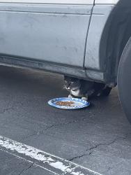 Found/Stray Unknown Cat last seen Nutwood ave and Chapman , Fullerton, CA 92831
