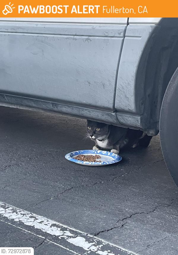 Found/Stray Unknown Cat last seen Nutwood ave and Chapman , Fullerton, CA 92831