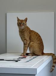 Found/Stray Male Cat last seen Near ladera st, San Diego, CA 92107
