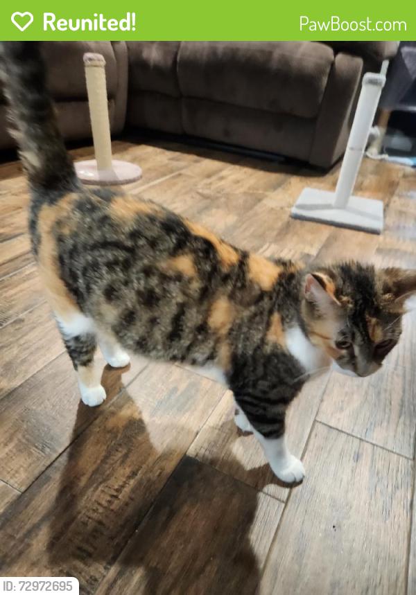 Reunited Female Cat last seen Near Shawnee St, Houston, TX 77034, USA, Houston, TX 77034
