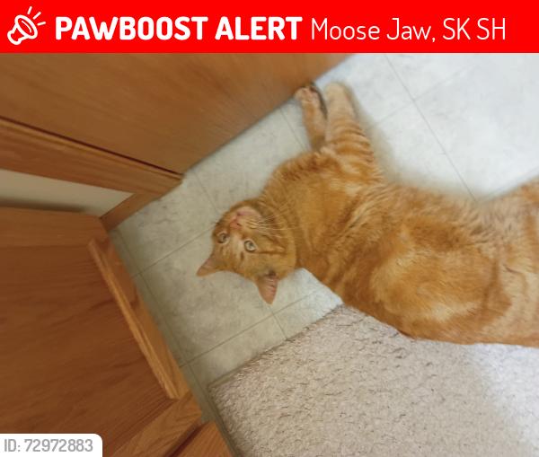 Lost Male Cat last seen Near human society , Moose Jaw, SK S6H