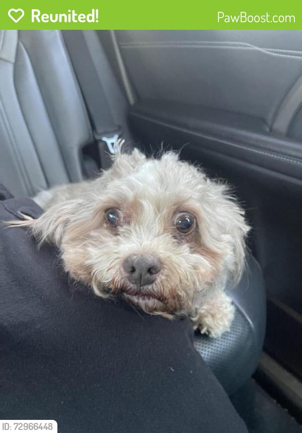 Reunited Male Dog last seen Shadow Ridge Dr, Menifee, CA 92584
