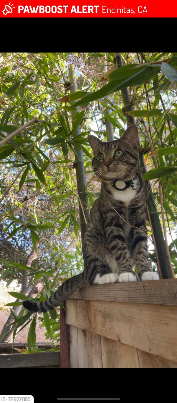Lost Male Cat last seen Summerdawn, Encinitas, CA 92024